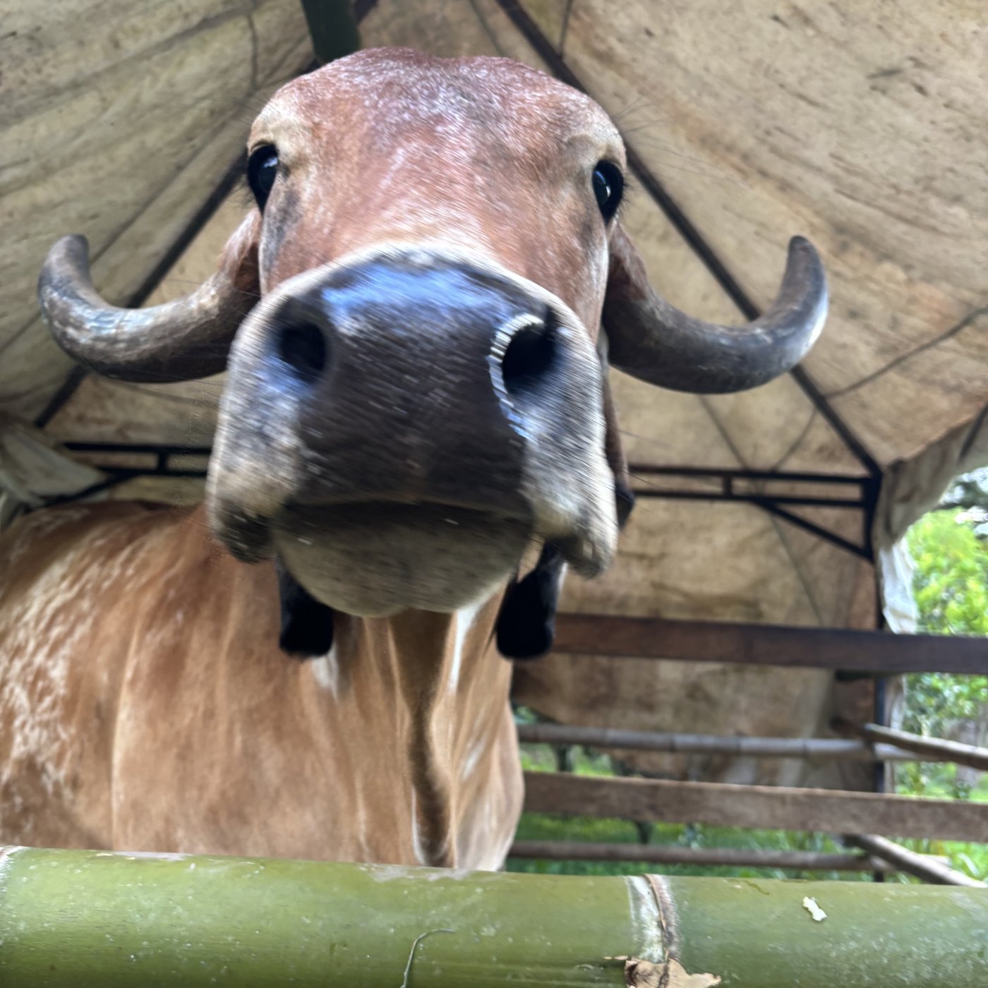 Orduz family, farm, and coffee 2