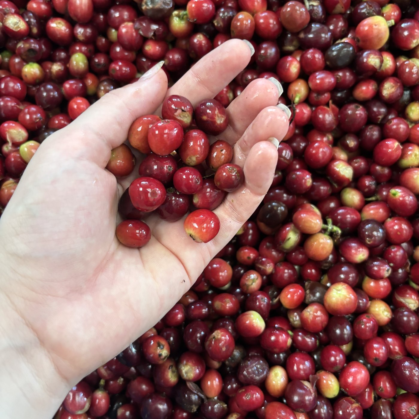 Orduz family, farm, and coffee 5